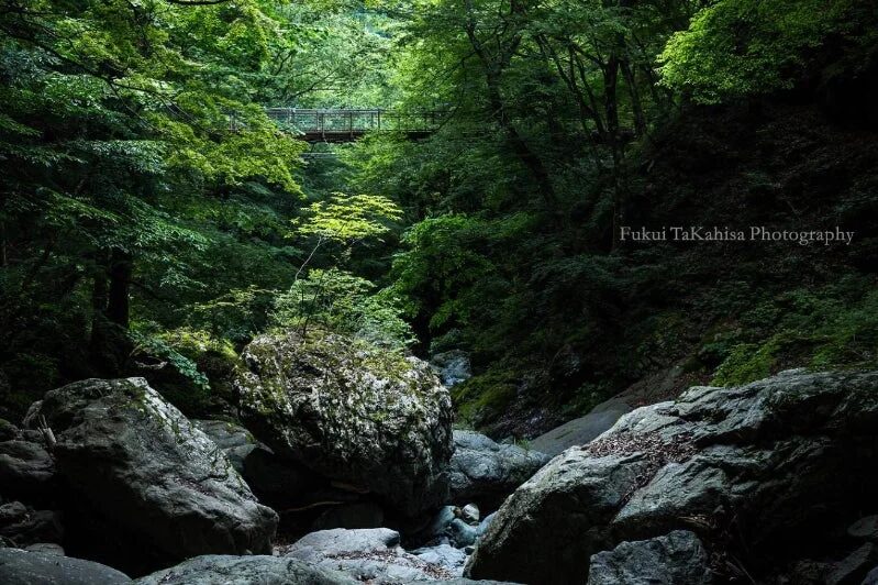 自然、森、渓谷、川、岩、吊り橋、緑、風景、夏、涼しい