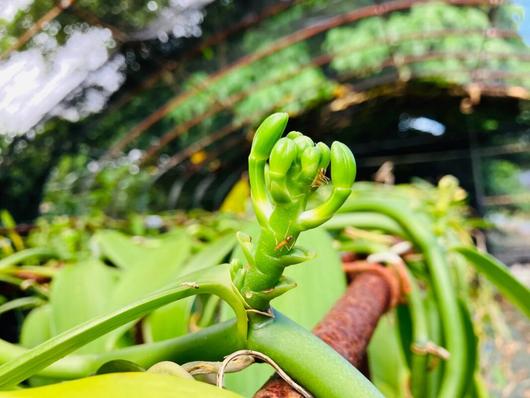 鮮やかな緑色の植物の新芽がクローズアップで捉えられています。